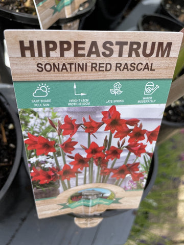 HIPPEASTRUM RED RASCAL 14CM