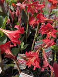 HIPPEASTRUM RED RASCAL 14CM