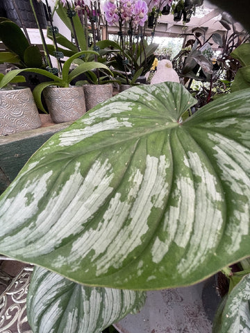 PHILODENDRON MAMEI 12CM
