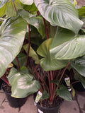 HOMALOMENA RUBESCENS 25CM