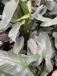PHILODENDRON SILVER SWORD 30CM
