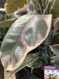 FICUS RUBY 18CM