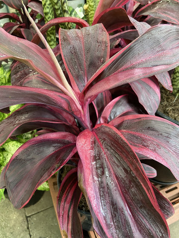 CORDYLINE PINK CHAMPION 18CM