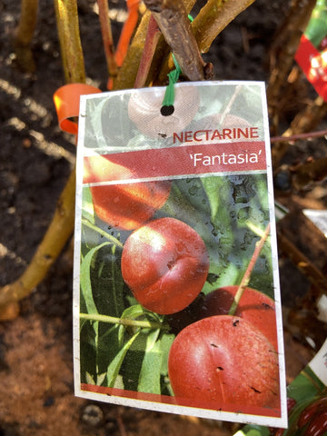 NECTARINE FANTASIA BARE ROOT