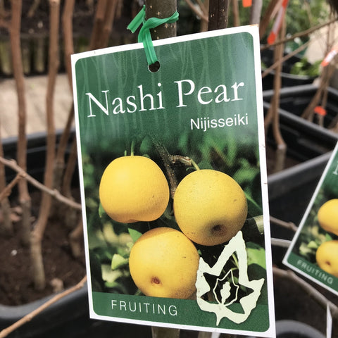 PEAR NASHI NIJISSEIKI BARE ROOT