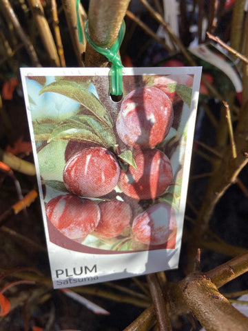 PLUM SATSUMA BARE ROOT