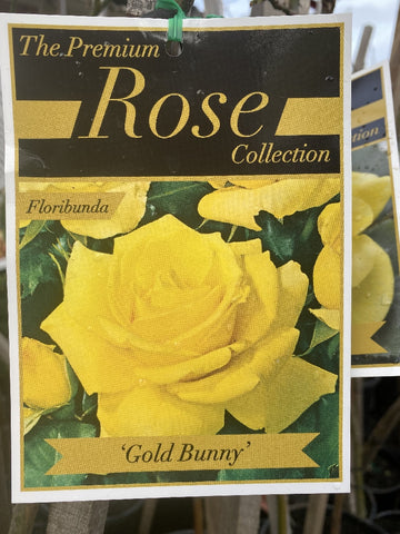ROSA GOLD BUNNY BARE ROOT