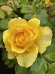 ROSA GOLD BUNNY BARE ROOT