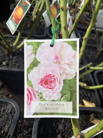 ROSA STANDARD BONICA 3FT 20CM