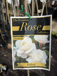 ROSE CLIMBING ICEBERG BARE ROOT