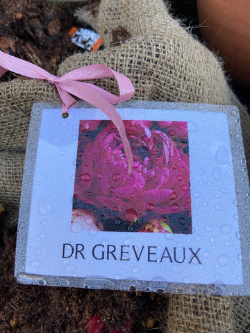 PAEONY DR. GREVEAUX BARE ROOT