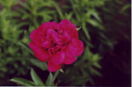PEONY DR. GREVEAUX BARE ROOT