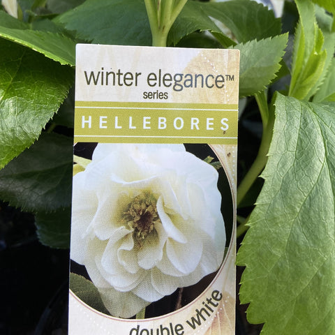 HELLEBORUS WINTER ELEGANCE DOUBLE WHITE 14CM
