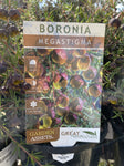 BORONIA MEGASTIGMA 14CM
