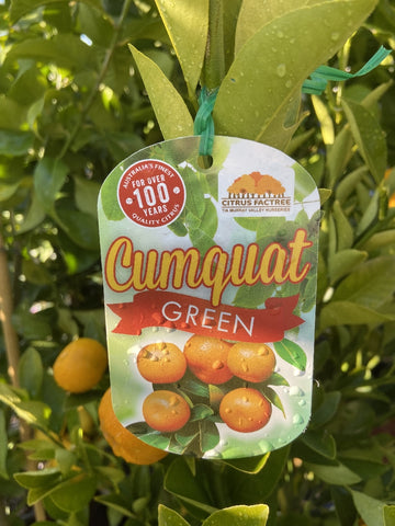 CUMQUAT CALAMONDIN 33CM