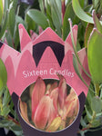 LEUCADENDRON SIXTEEN CANDLES 14CM