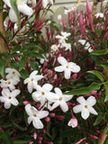 JASMINUM POLYANTHUM 14CM