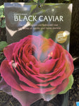 ROSE BLACK CAVIAR 20CM