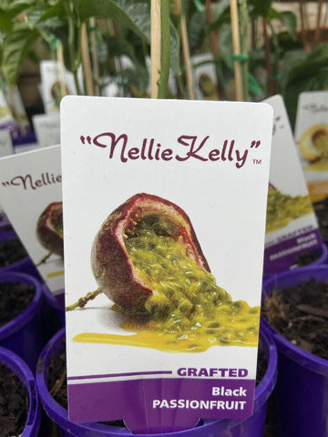 NELLIE KELLIE PASSIONFRUIT BLACK GRAFTED