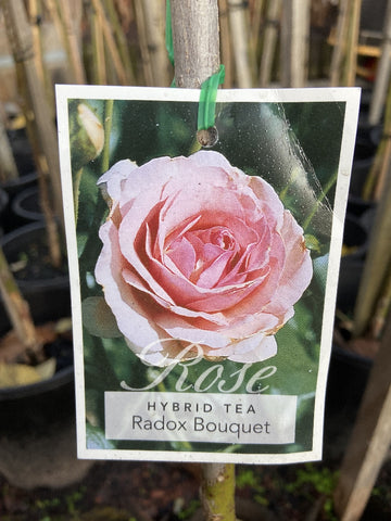 ROSE STANDARD RADOX BOUQUET 2FT