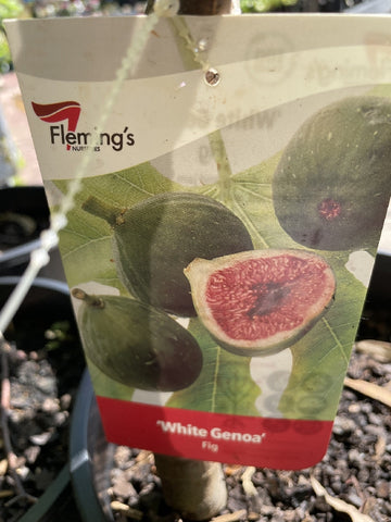 FIG WHITE GENOA 25CM