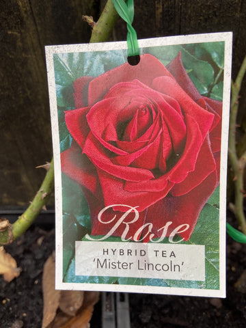 ROSA MR LINCOLN BARE ROOT