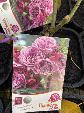 ROSE THANK YOU BARE ROOT