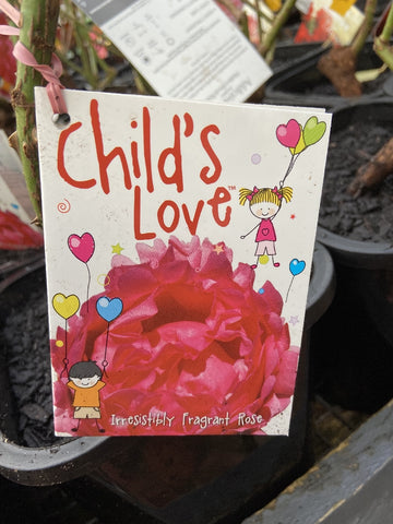 ROSE STANDARD 3FT CHILD'S LOVE 20CM