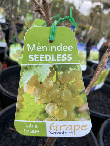 GRAPE MENINDEE BARE ROOT