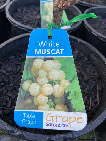 GRAPE WHITE MUSCAT BARE ROOT
