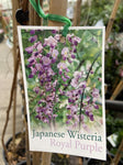 WISTERIA ROYAL PURPLE 25CM