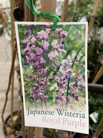 WISTERIA ROYAL PURPLE 25CM
