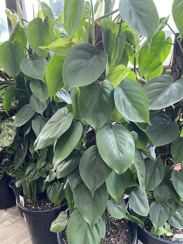 PHILODENDRON CORDATUM TOTEM 30CM