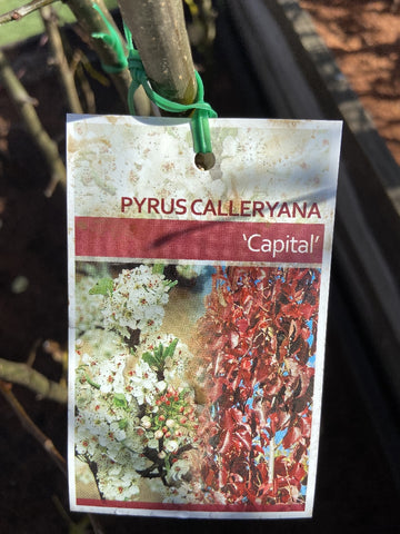 PYRUS CALLERYANA CAPITAL 20CM