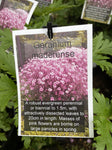 GERANIUM MADERENSE 14CM