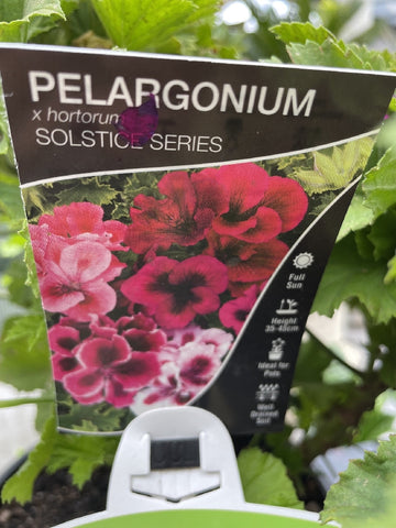 PELARGONIUM SOLSTICE PURPLE 20CM