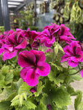PELARGONIUM SOLSTICE PURPLE 20CM