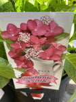 HYDRANGEA STRAWBERRIES AND CREAM 20CM
