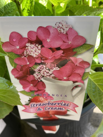 HYDRANGEA STRAWBERRIES AND CREAM 20CM