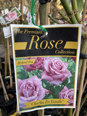 ROSE STANDARD CHARLES DE GAULLE 2FT