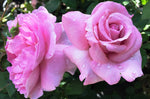 ROSE STANDARD CHARLES DE GAULLE 2FT