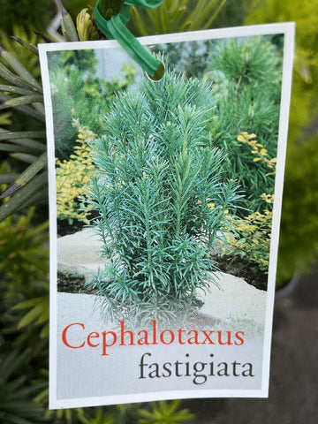 CEPHALOTAXUS HARRINGTONIA X FAST 25CM