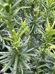 CEPHALOTAXUS HARRINGTONIA X FAST 25CM