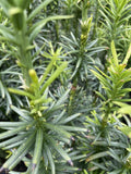 CEPHALOTAXUS HARRINGTONIA X FAST 25CM