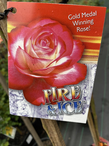 ROSA FIRE AND ICE 20CM