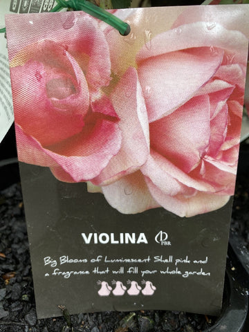 ROSA VIOLINA 20CM