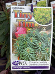 EUPHORBIA TINY TIM 14CM PGA