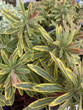 EUPHORBIA ASCOT RAINBOW 14CM PGA