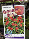 HEMEROCALLIS CRANBERRY BABY 14CM PGA