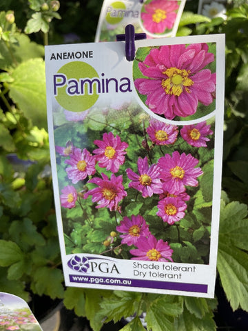 ANEMONE PAMINA 14CM PGA